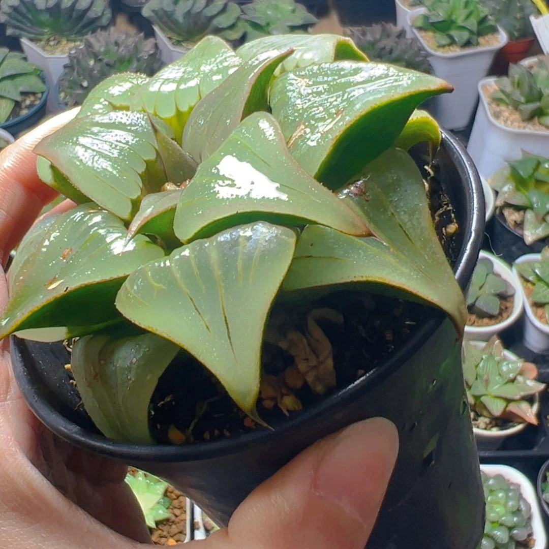 媚凤万象盆玉露多肉