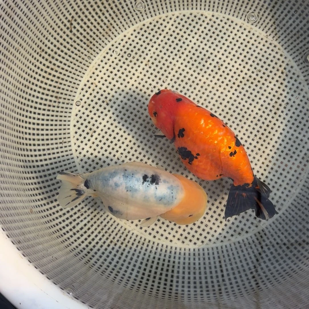 金鱼大体兰寿水墨红牛