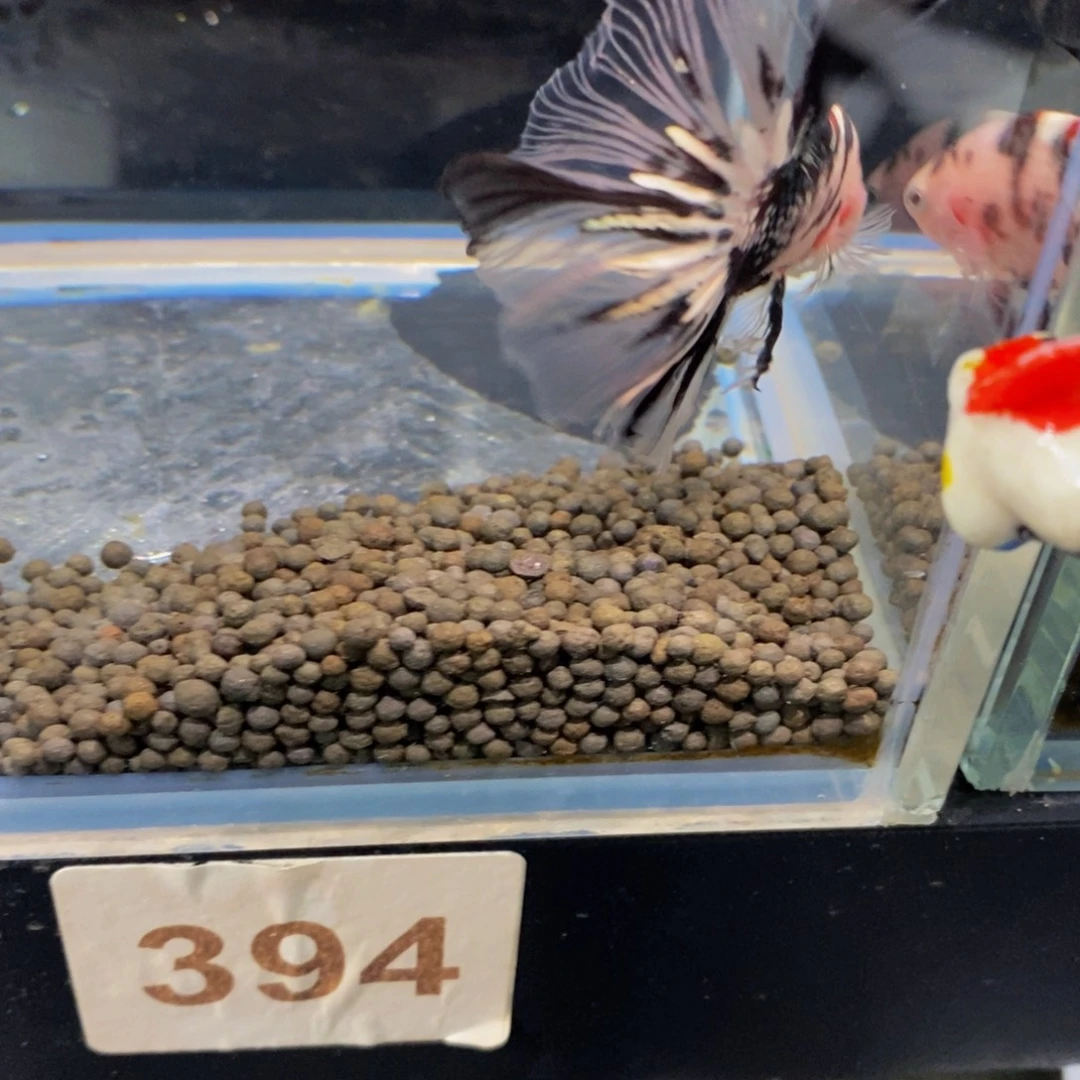 斗鱼394巨斗111111
