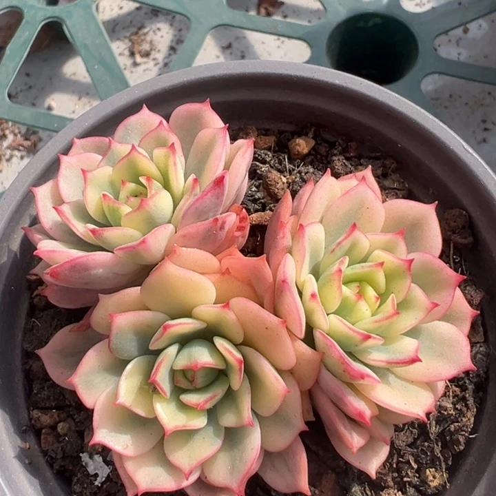 红化妆锦一物一拍锦龙