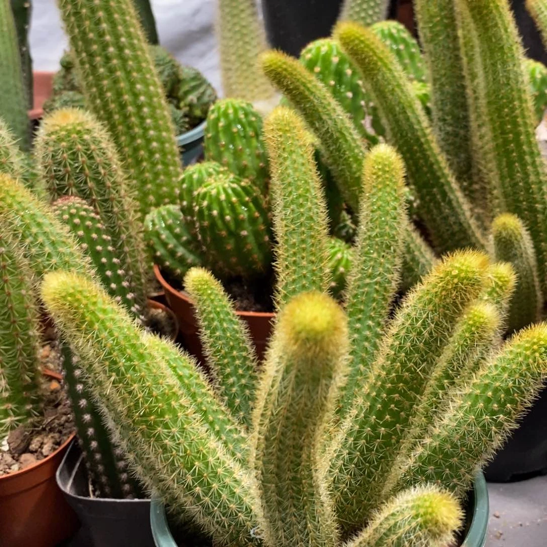 群生新品金妞红蜻蜓一物一拍118