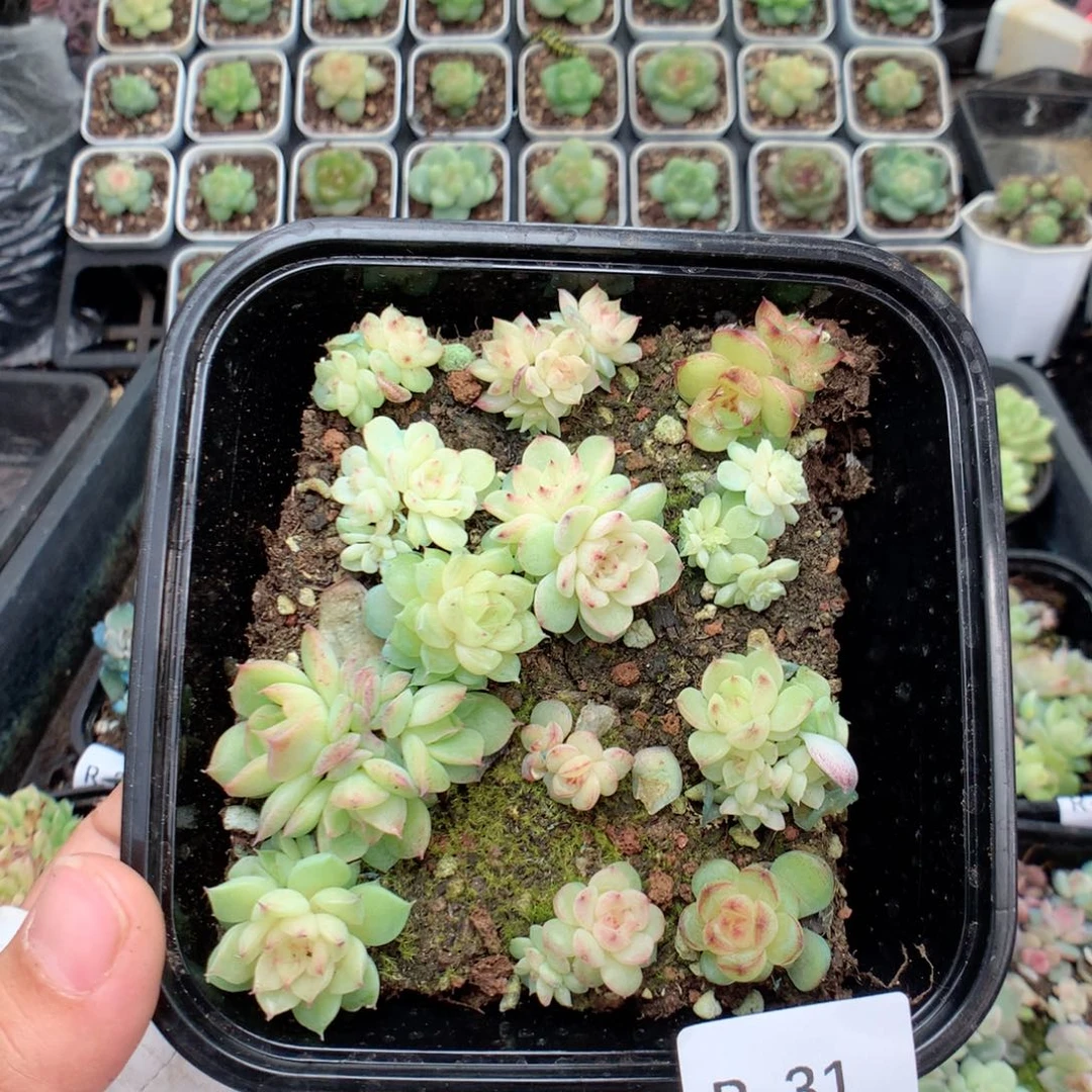 无花朵R31英语英语