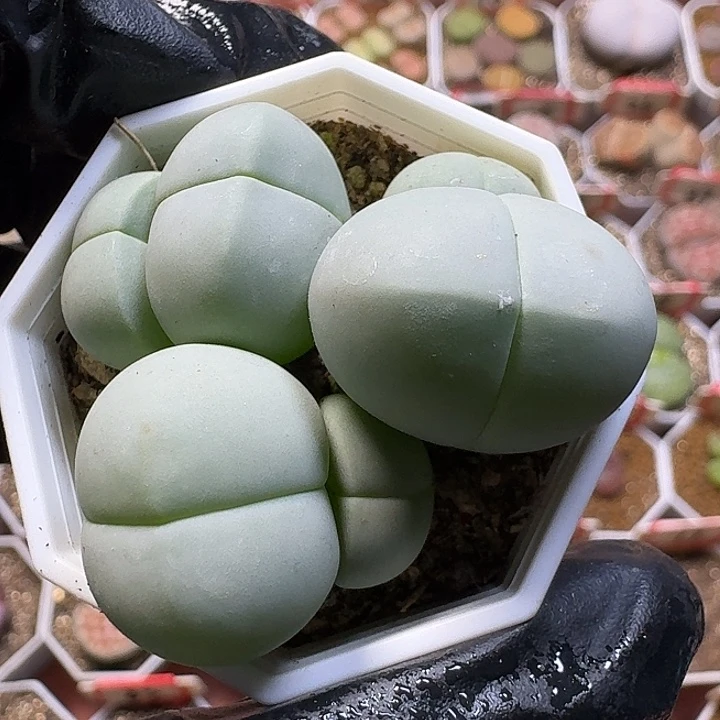 生石花111211。  115