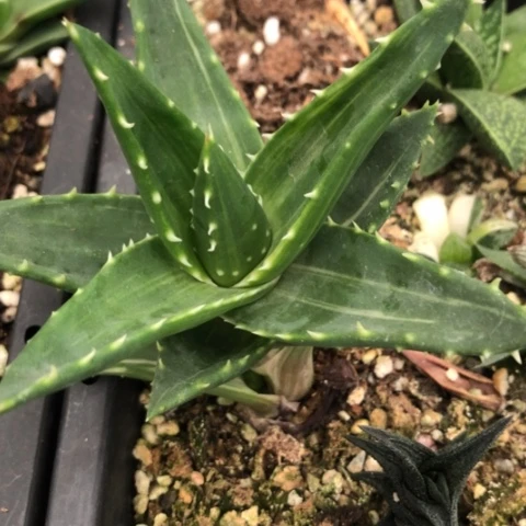 不****0芦荟锦多肉植物盆栽