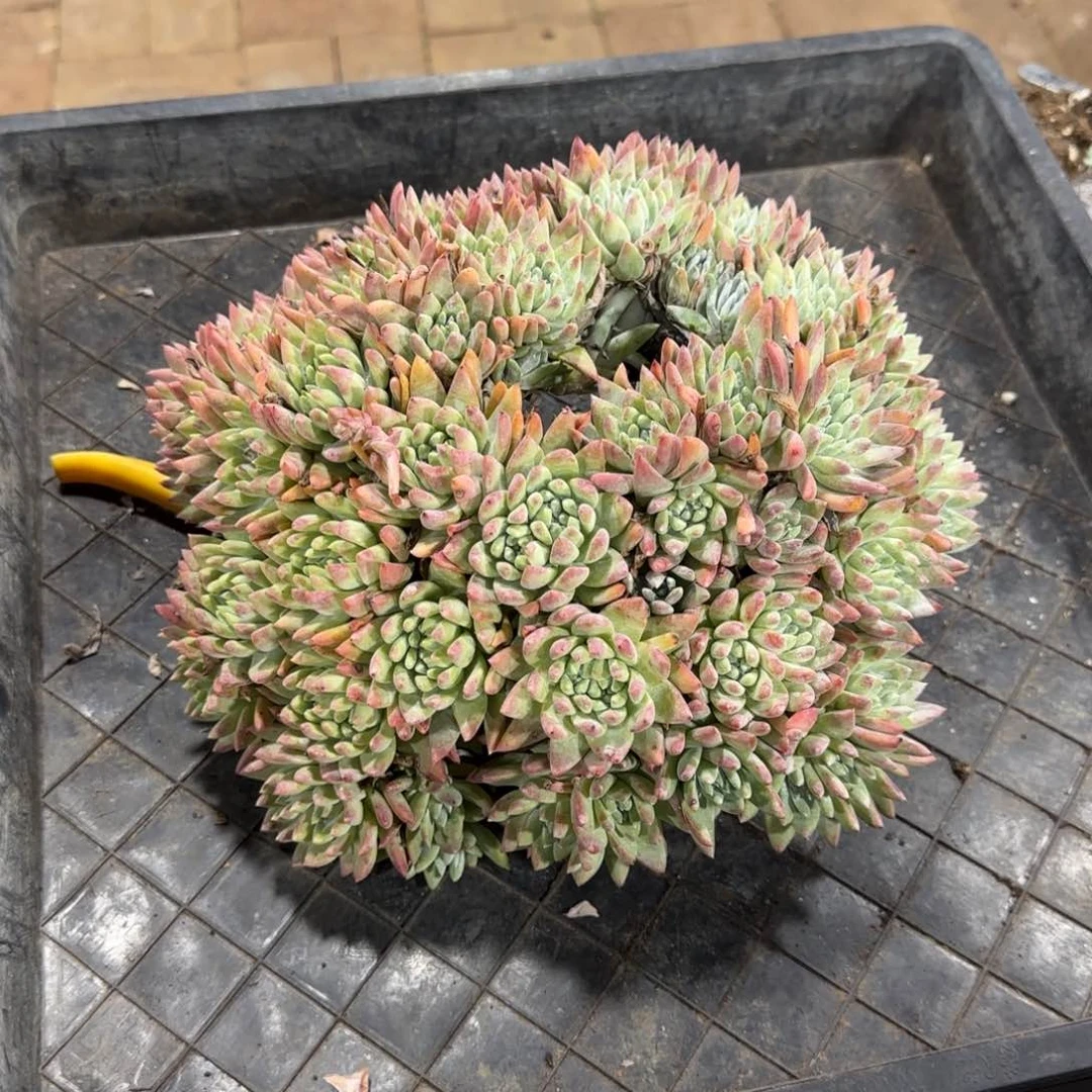 预*250313309多肉植物仙女预定