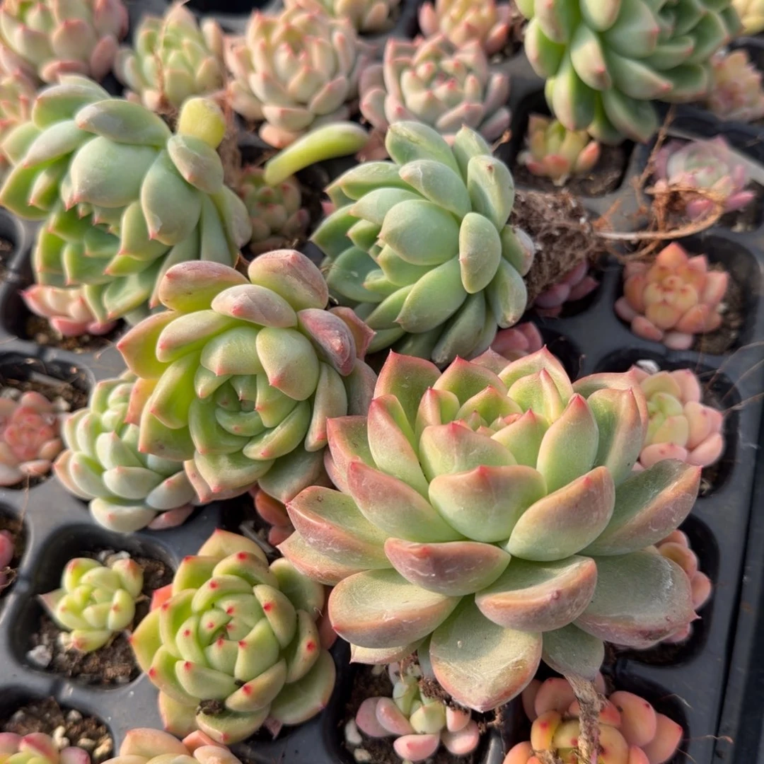 22-14左四厚叶东云梦露杂交二十颗绿菜量拍