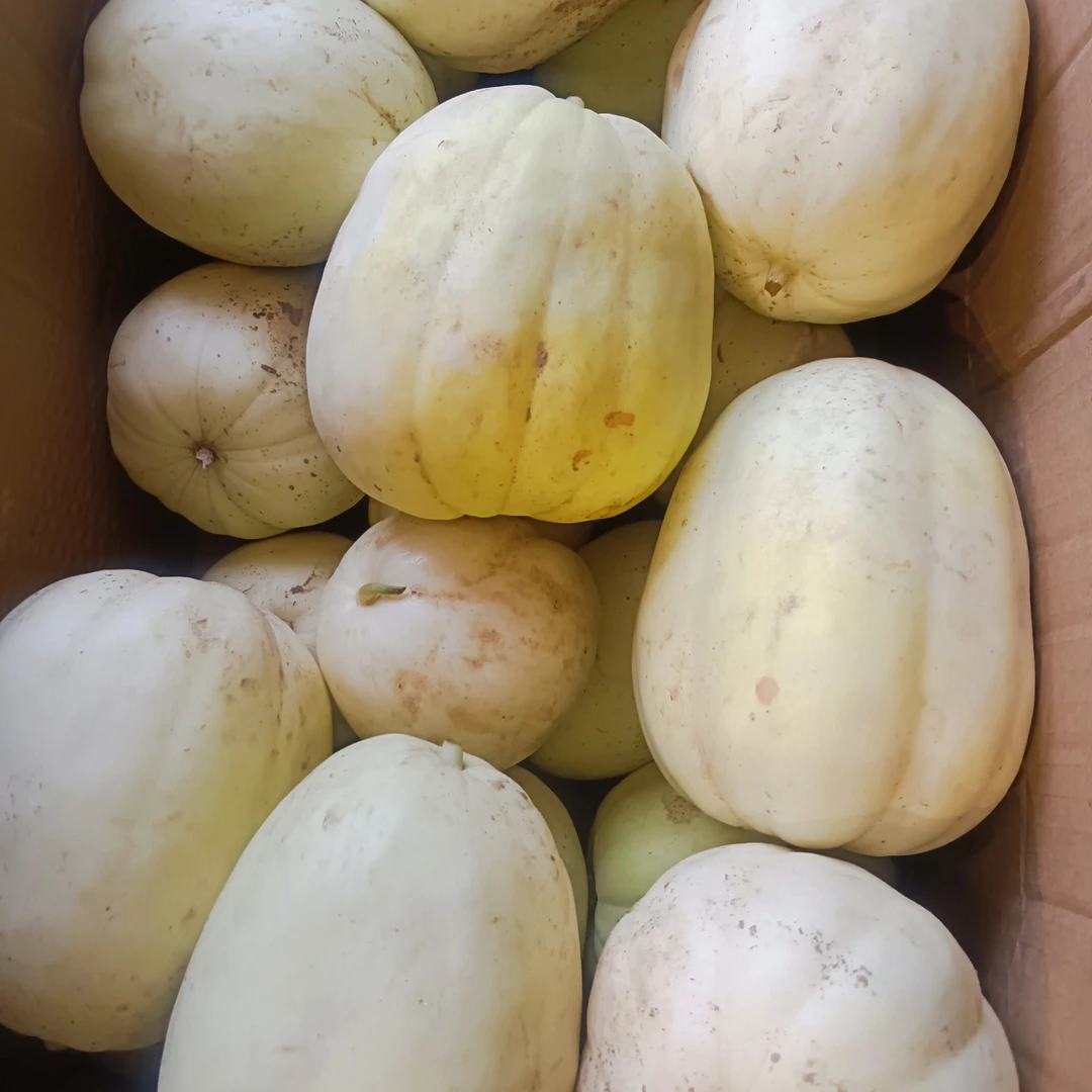 本地甜瓜一颗一斤左右1元