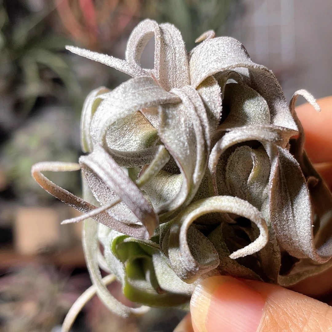 戴维斯电卷47号空气凤梨