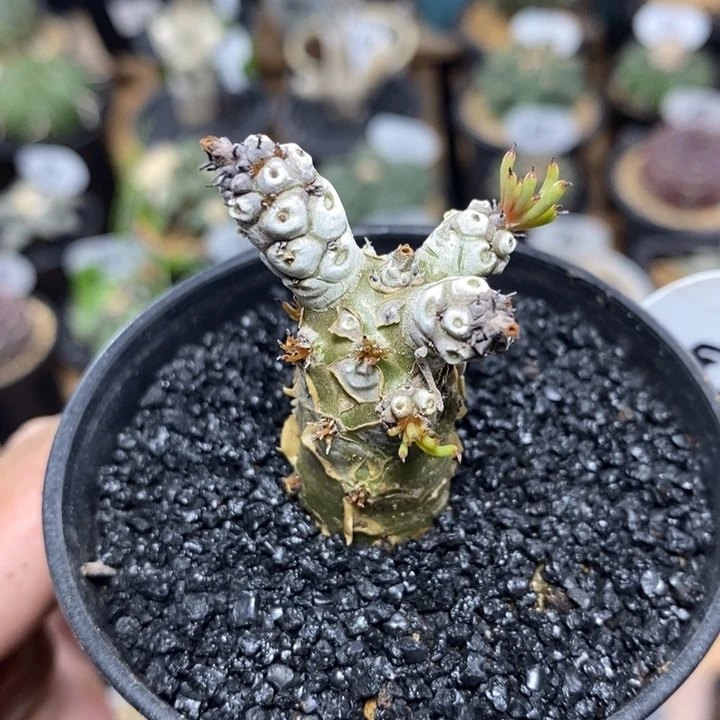 实生白象奇峰锦471号主干1.8cm