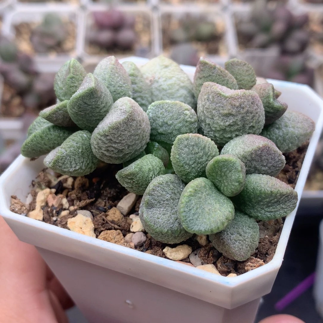 实生水泡 出状态粉紫色