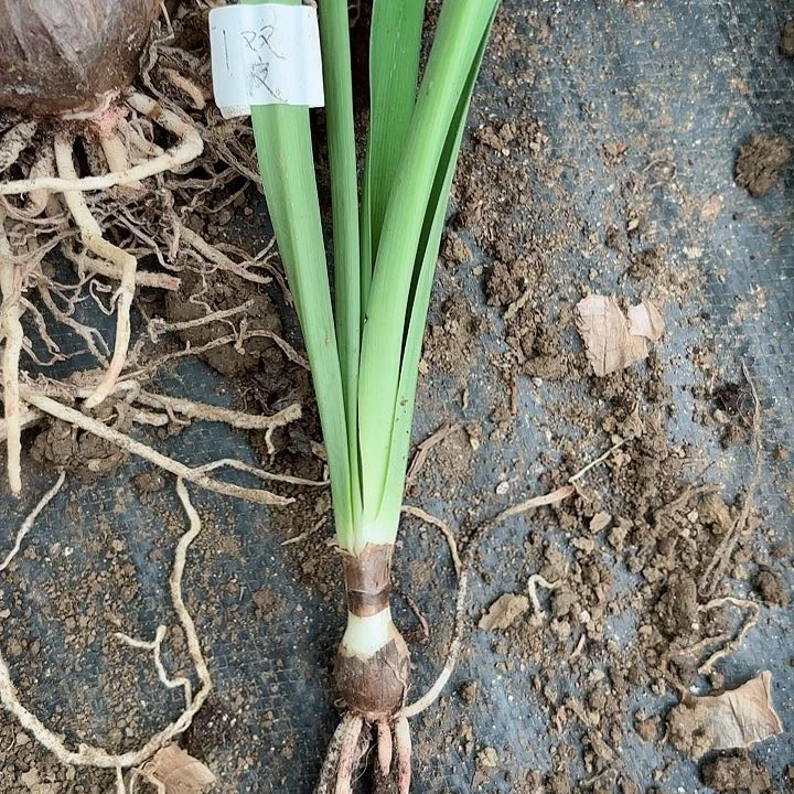 无花朵淘淘包对版