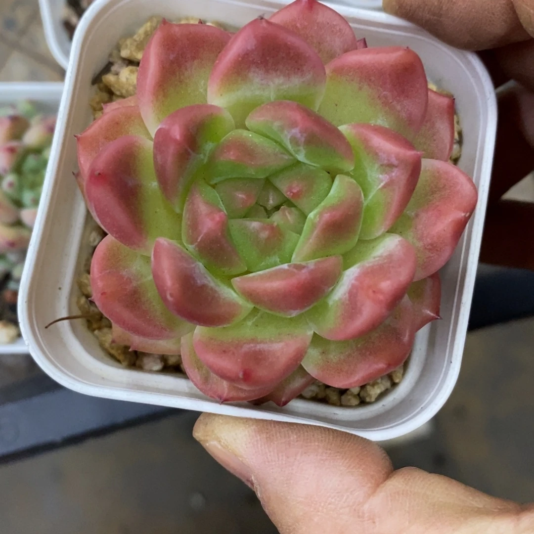 精品多肉一物一拍不包整175