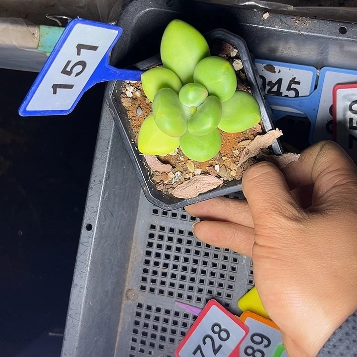 多肉植物芒果奶151