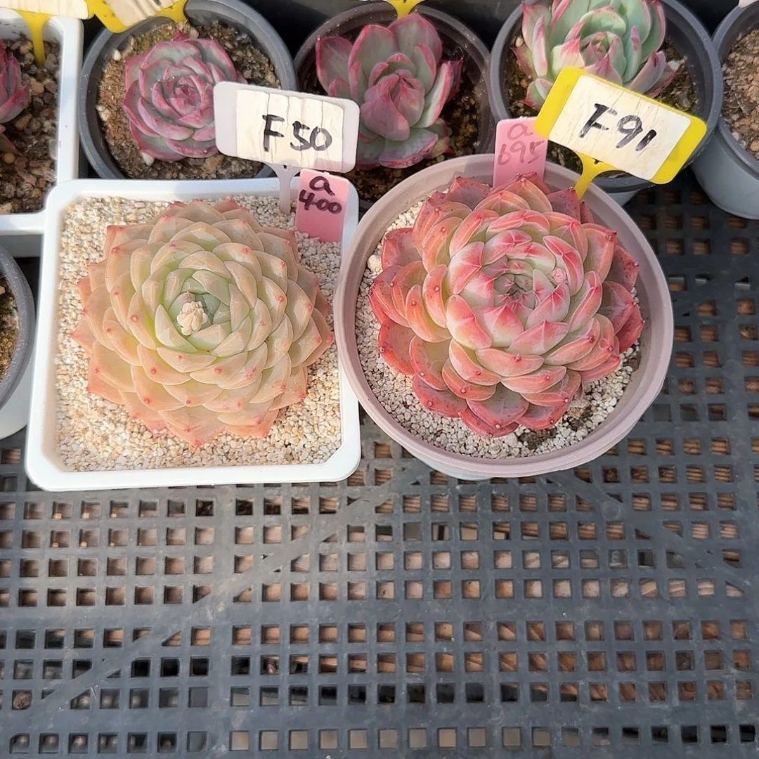 波**萝F50永利F91红鸾多肉