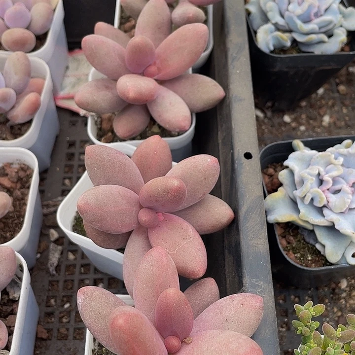 糖果美人带盆土发