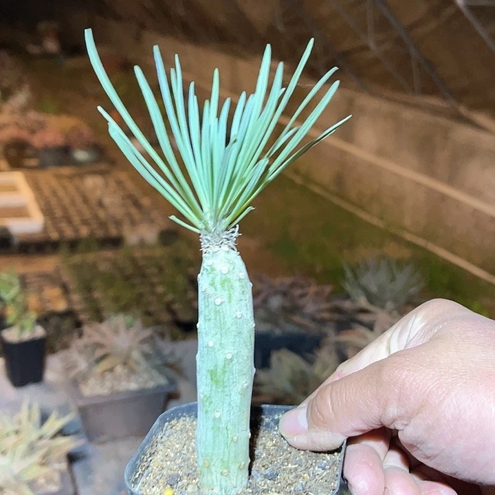 满38包邮2天凑单，脱土晾根发货多肉植物天龙木