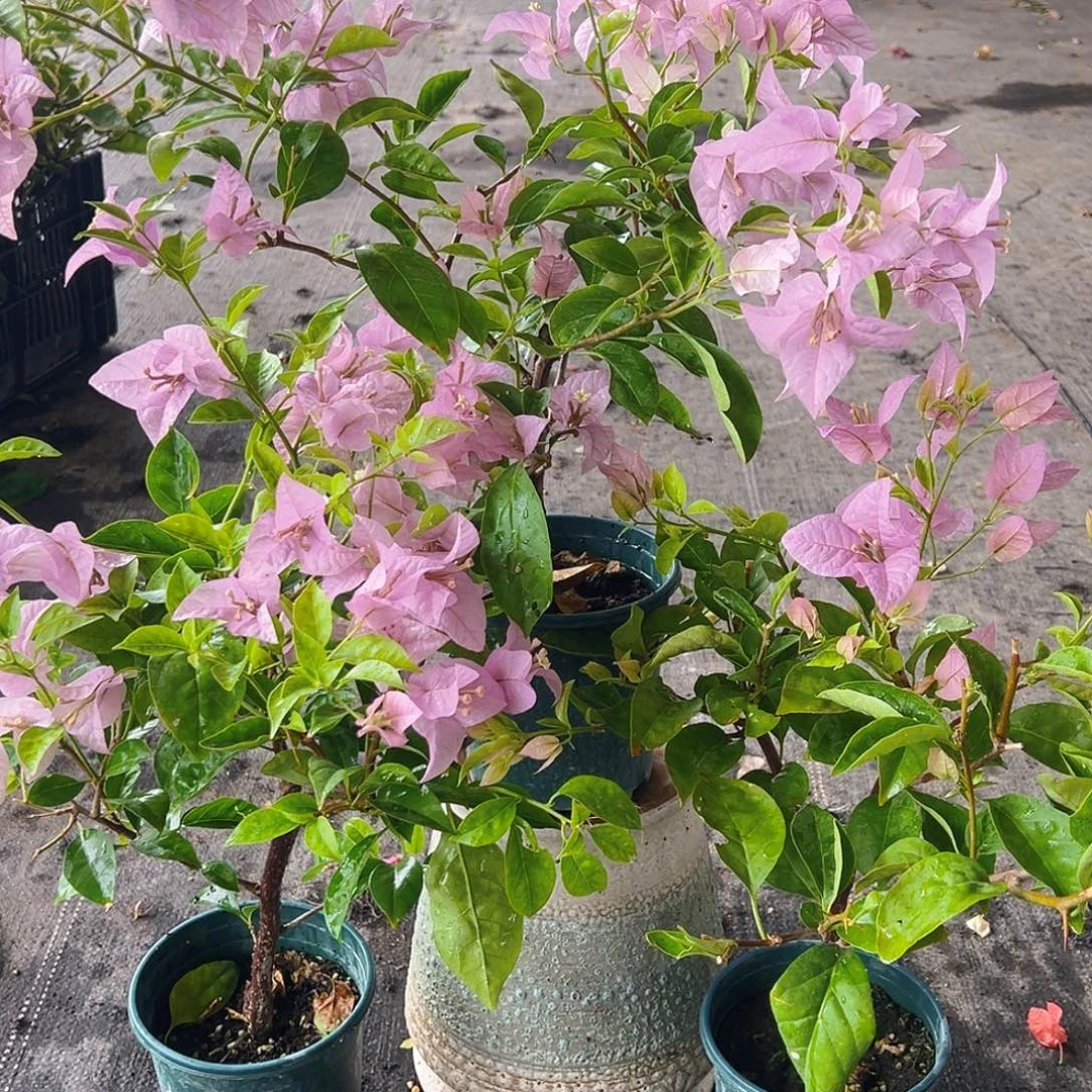 大部分花苞少量开放赛佛里掌中宝一棵