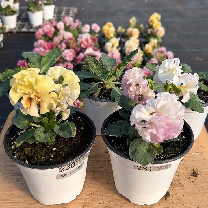 水晶抖音直播闪拍230-231