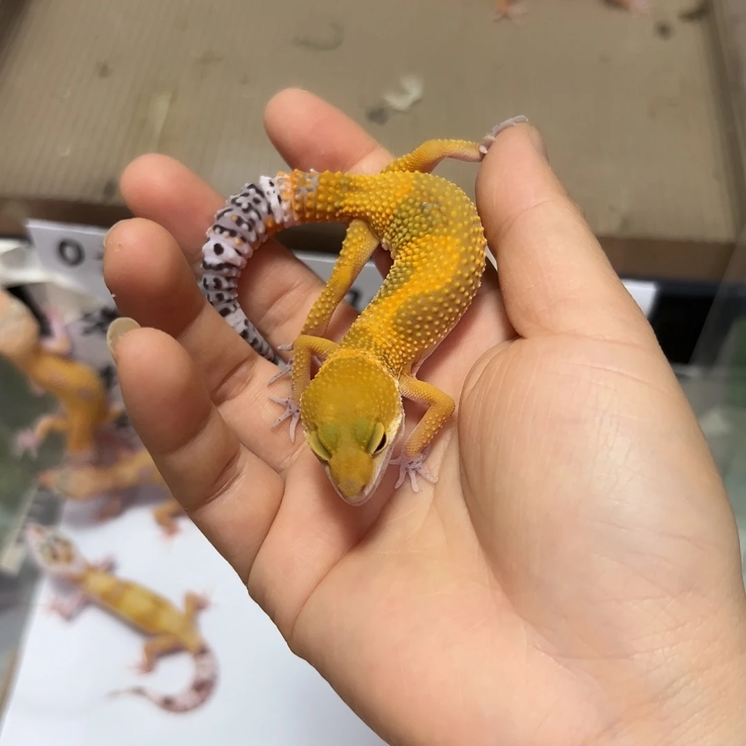 豹纹守宫豹纹守宫