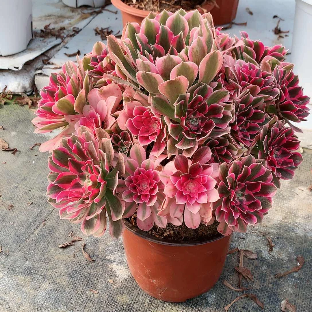 【闪购商品】烨**姐粉糖两颗，多肉