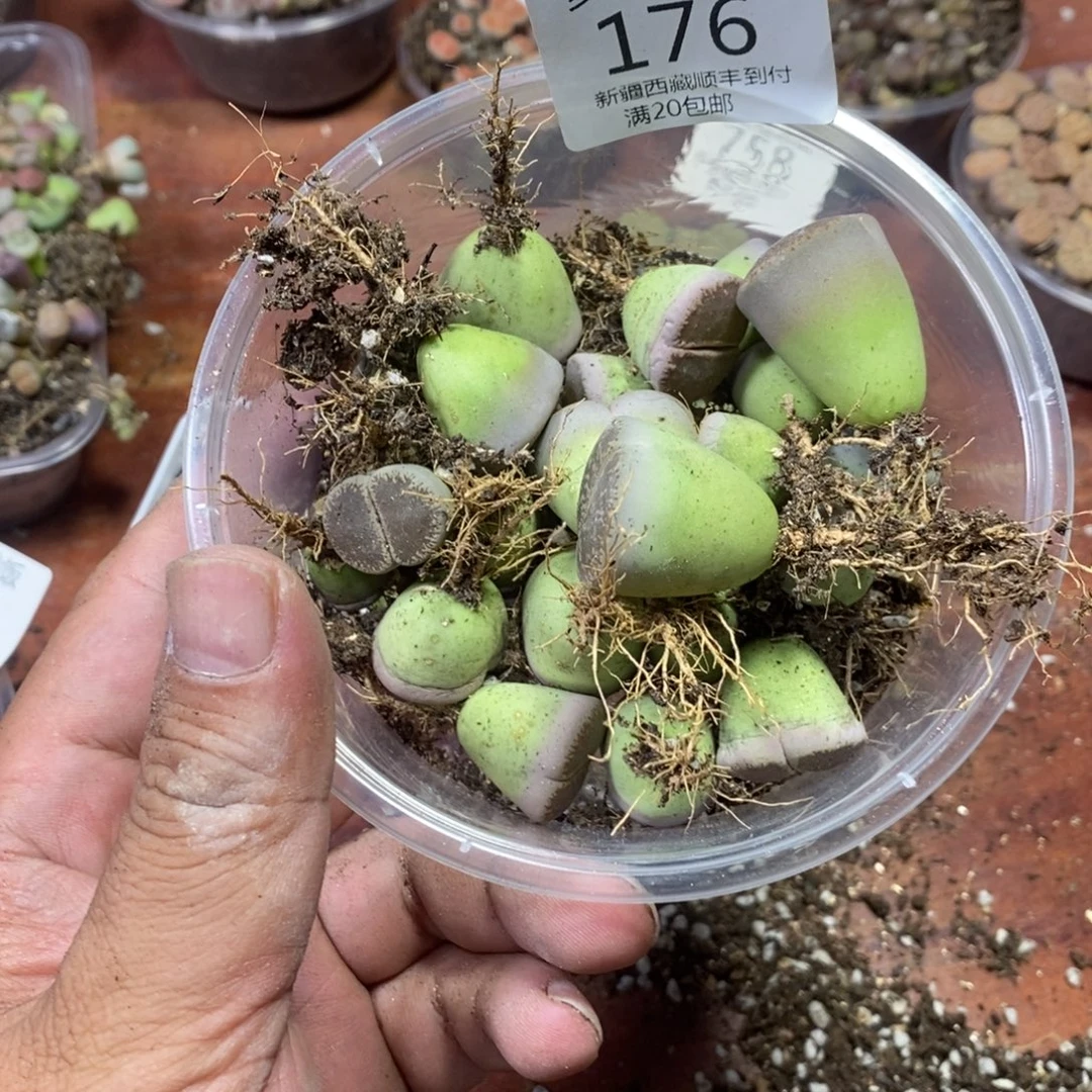 L***U蛋炒饭，感谢您相伴176