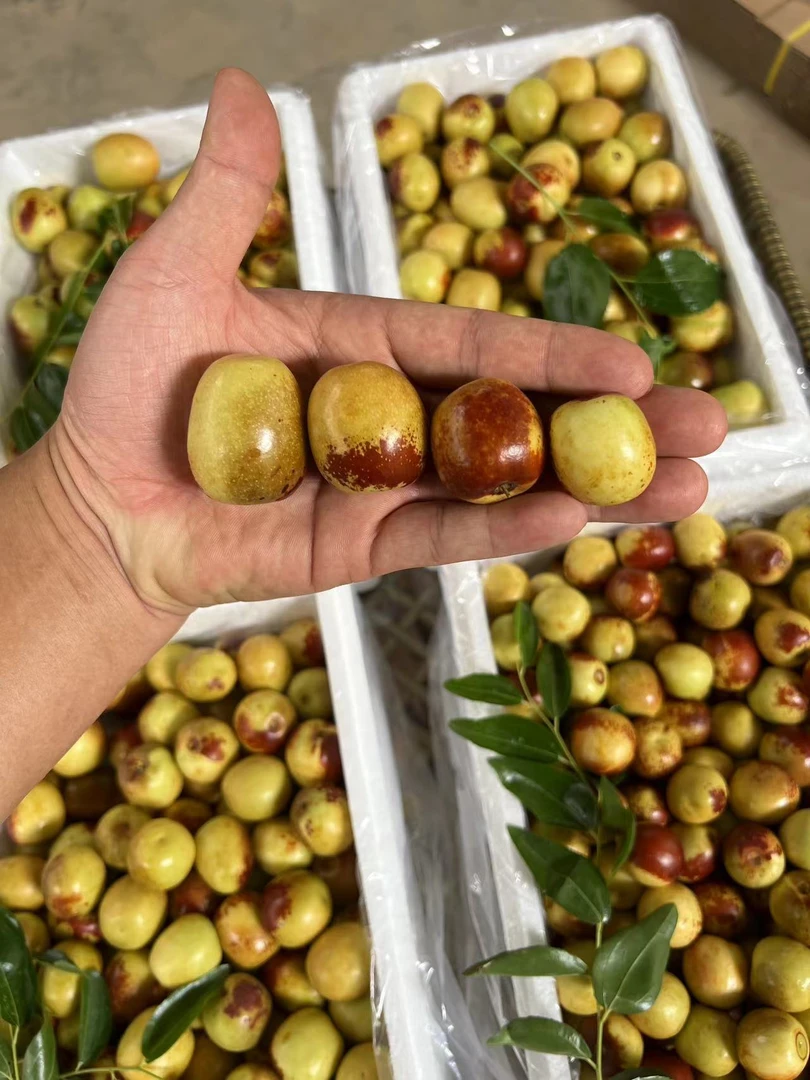 【顺丰】陕西大荔冬枣 净重三斤 放冰箱冷藏反冷后食用更佳
