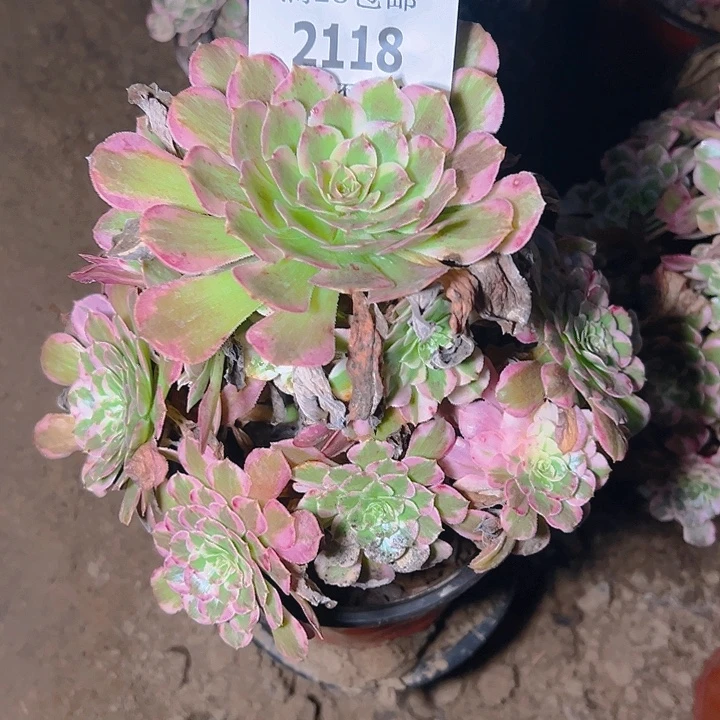 2118霁月多肉植物保护