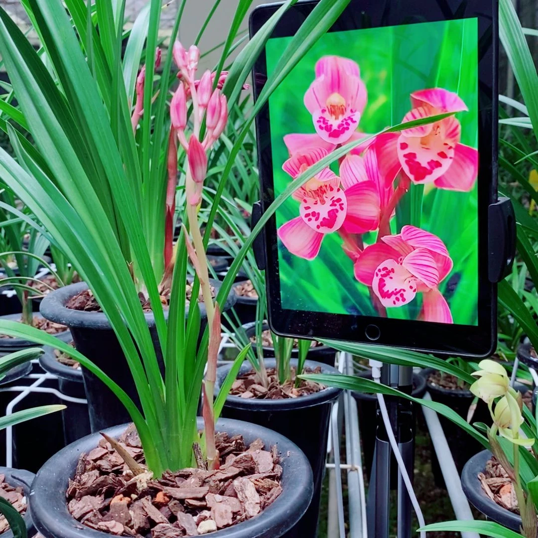 大部分花苞少量开放