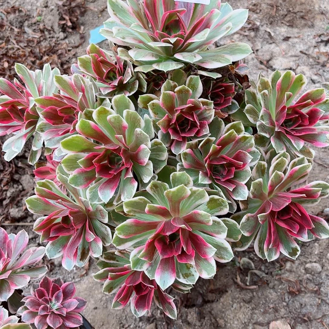 无花朵多肉植物288