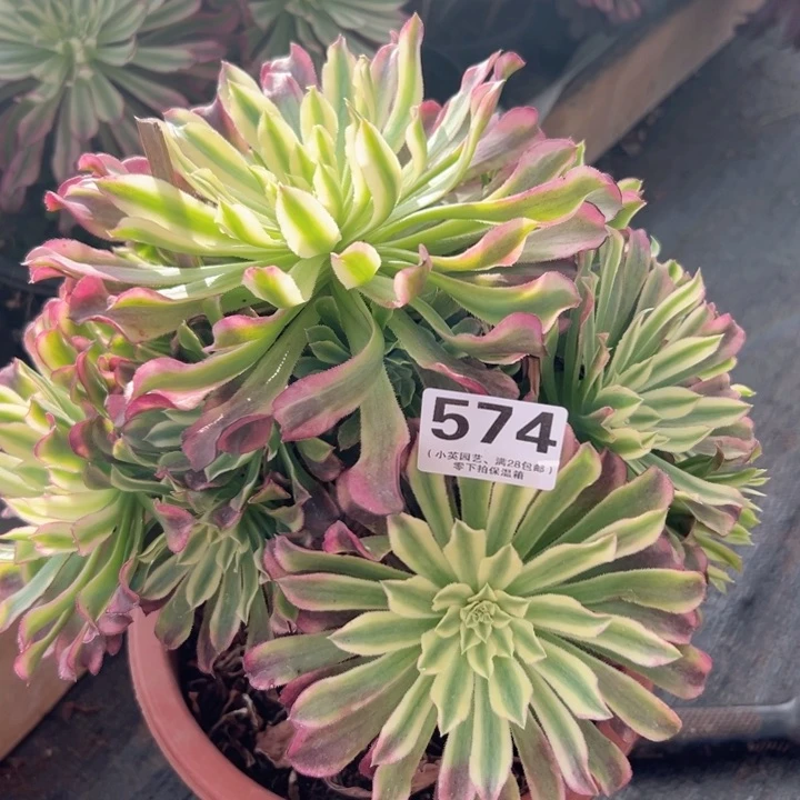 574多肉植物绿体仙墨