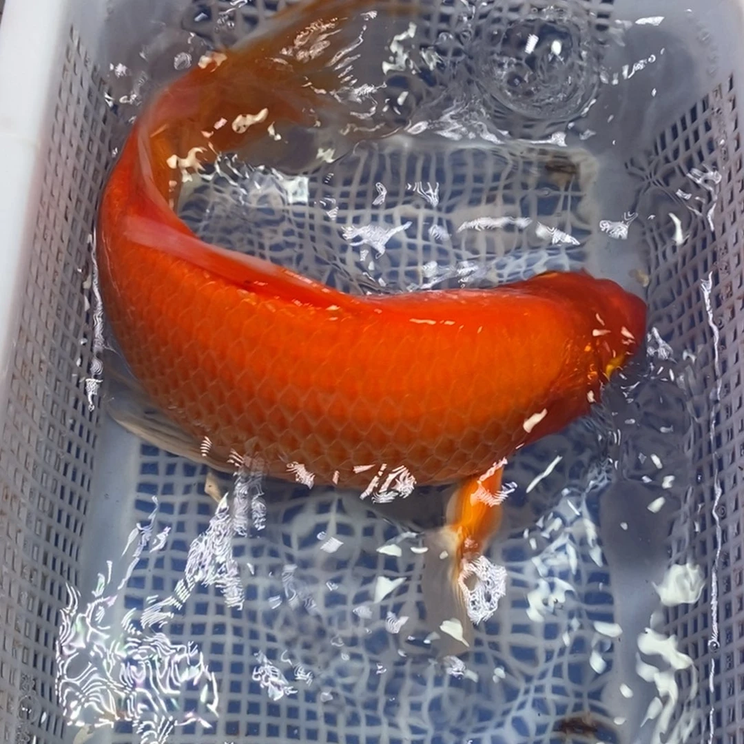 锦鲤冷水锦鲤包邮