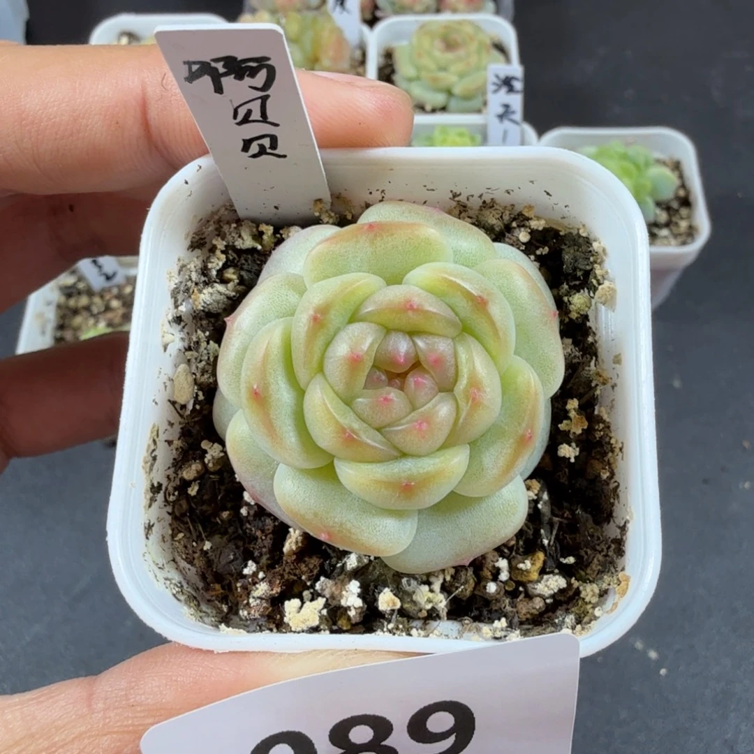 啊贝贝一物一拍089