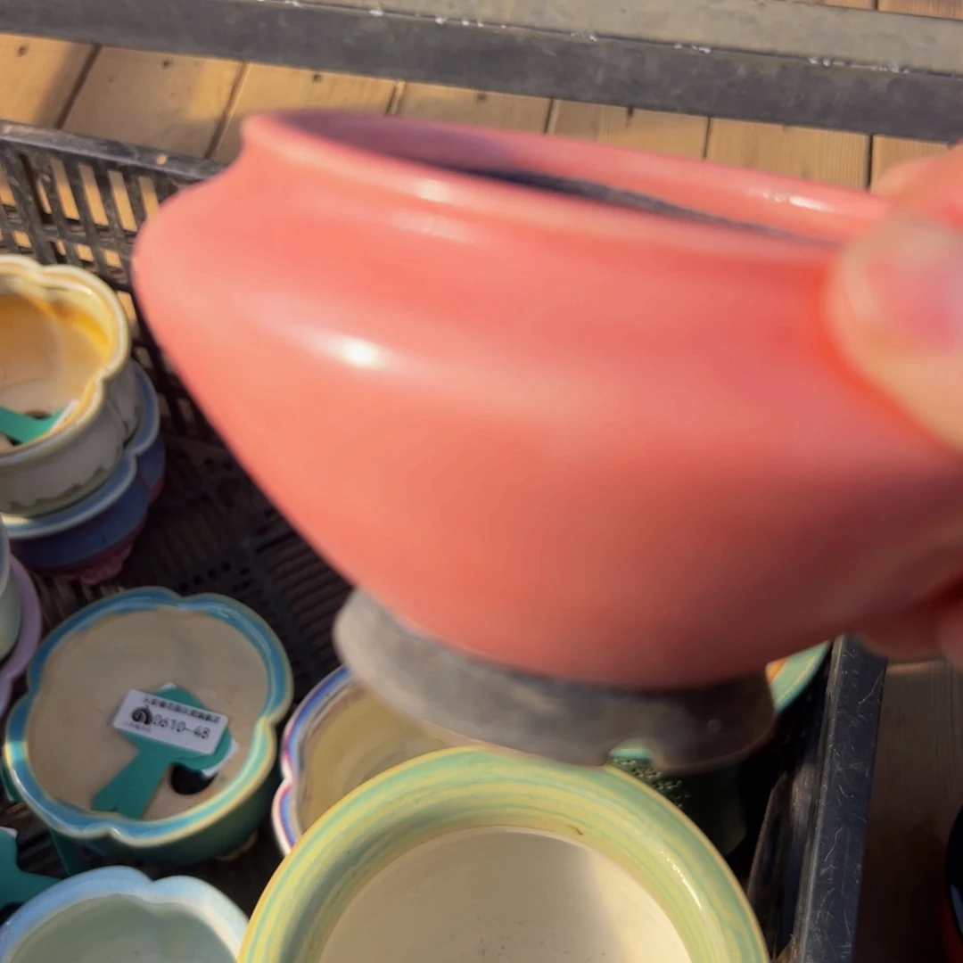 多肉一物一拍0611-111