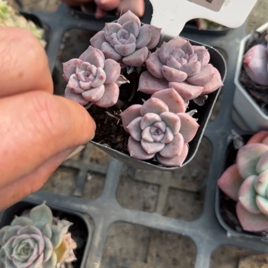 34粉斑点多肉植物多