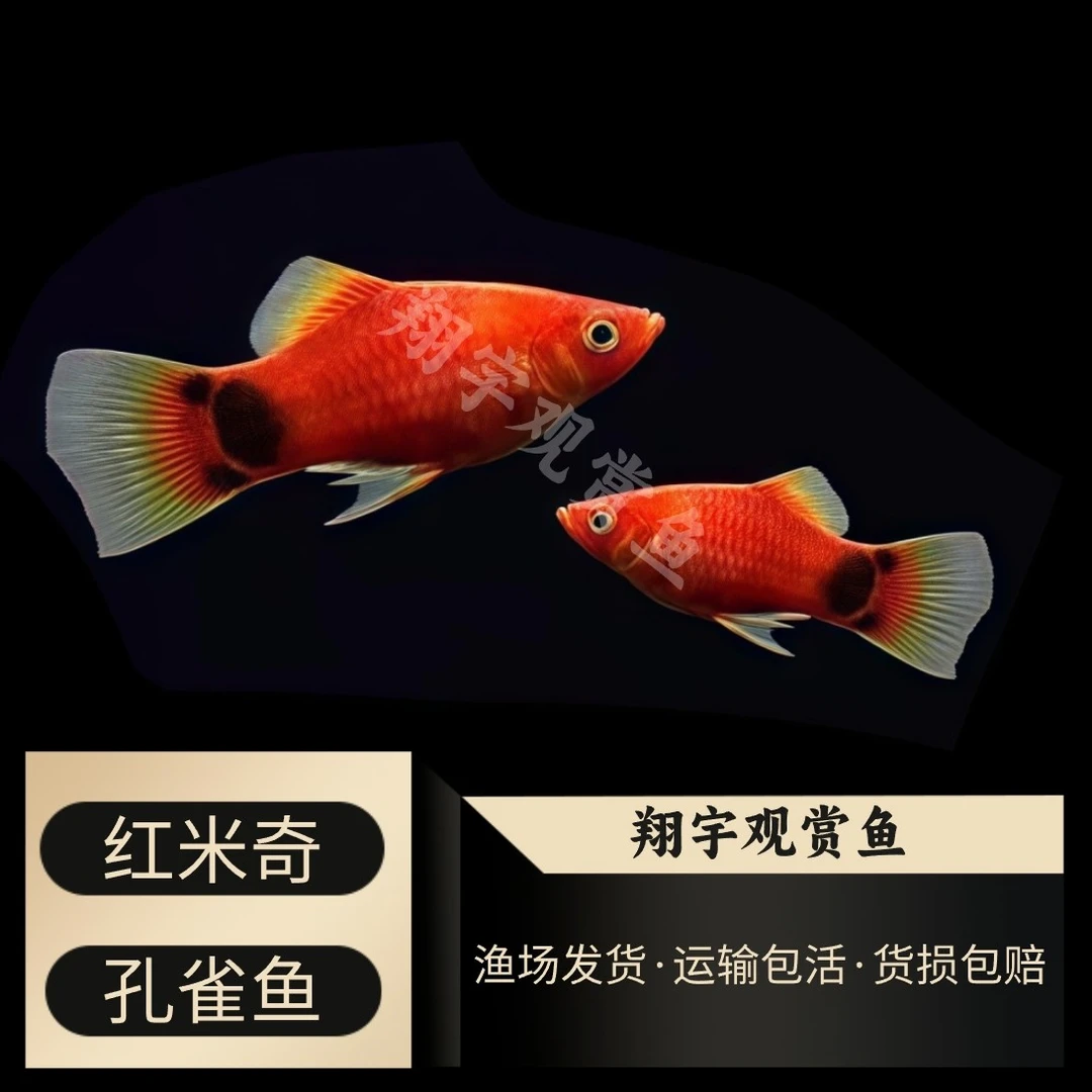 『红米奇』孔雀鱼淡水活体好养冷水胎生小型热带鱼易繁殖凤尾耐活