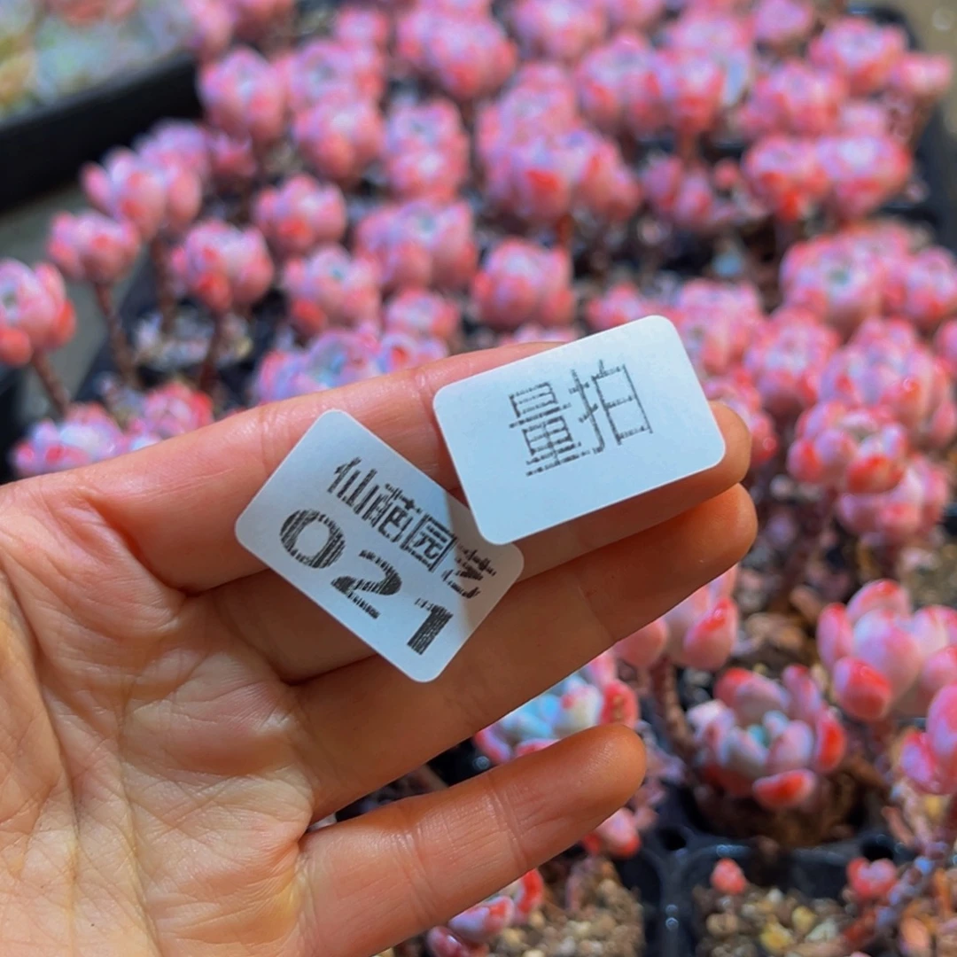 020多肉植物量拍72颗