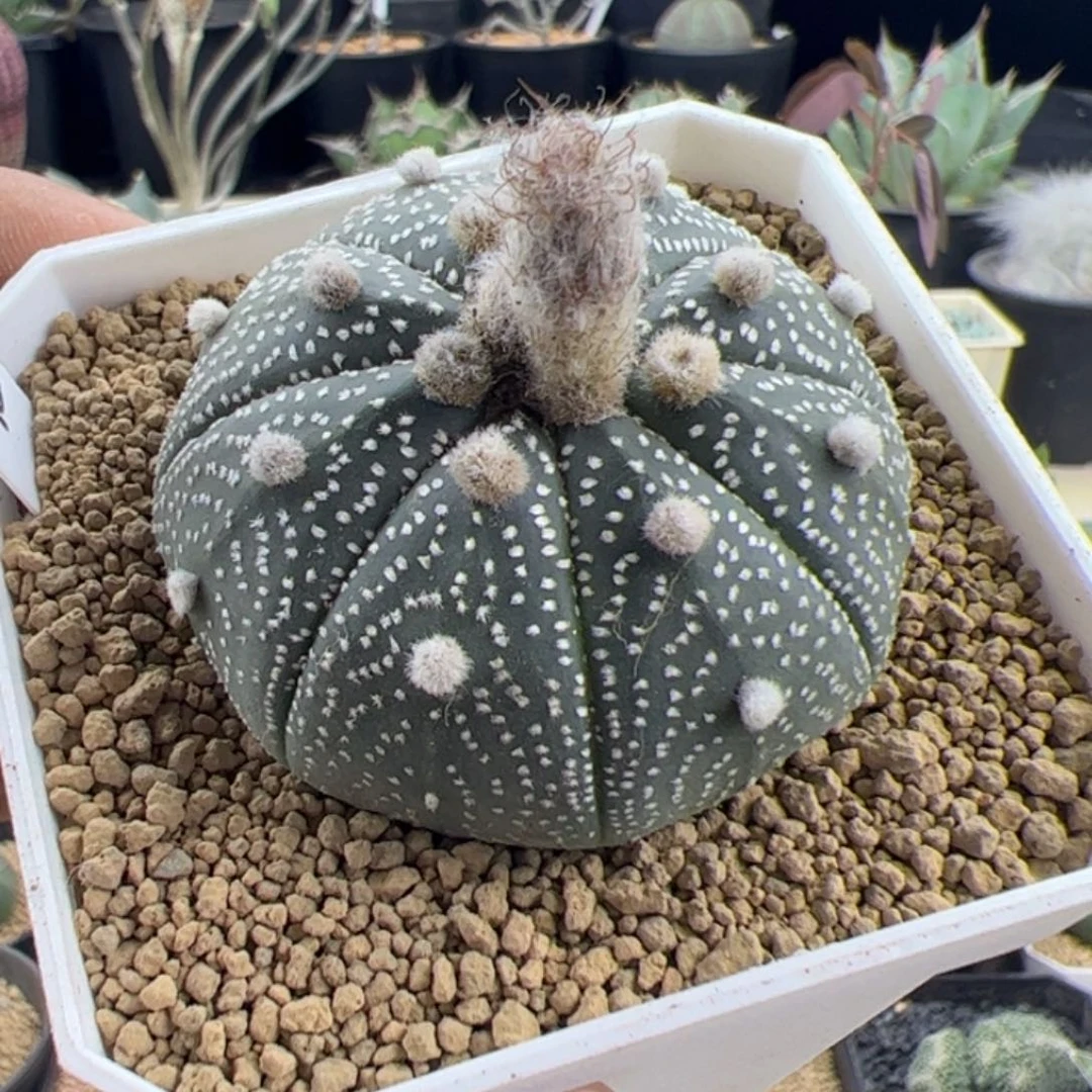 赤花兜4.9一物一拍默认脱土发