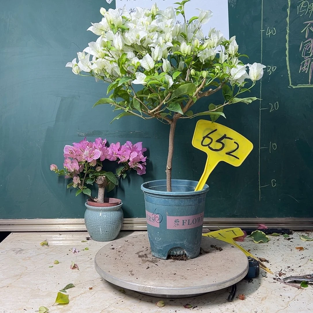 完全开放白雪公主 652