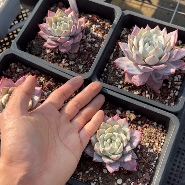 粉蓝鸟叶片微瑕疵一颗8cm 量拍多肉满20包邮初7发