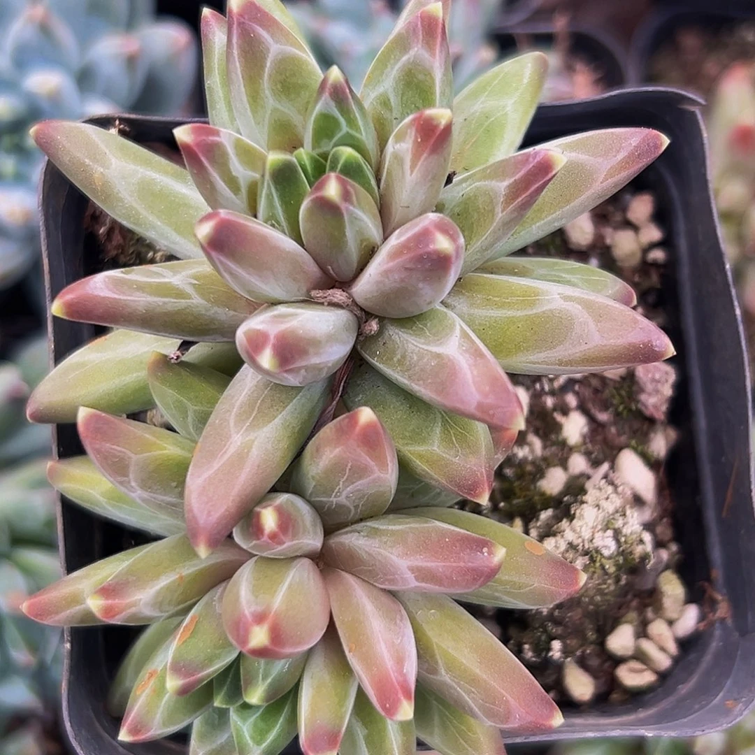 桔云多肉美人精品系列