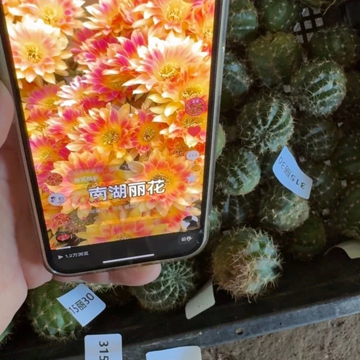 302丽阳光明媚歪无根侧牙3公分左右，20包邮
