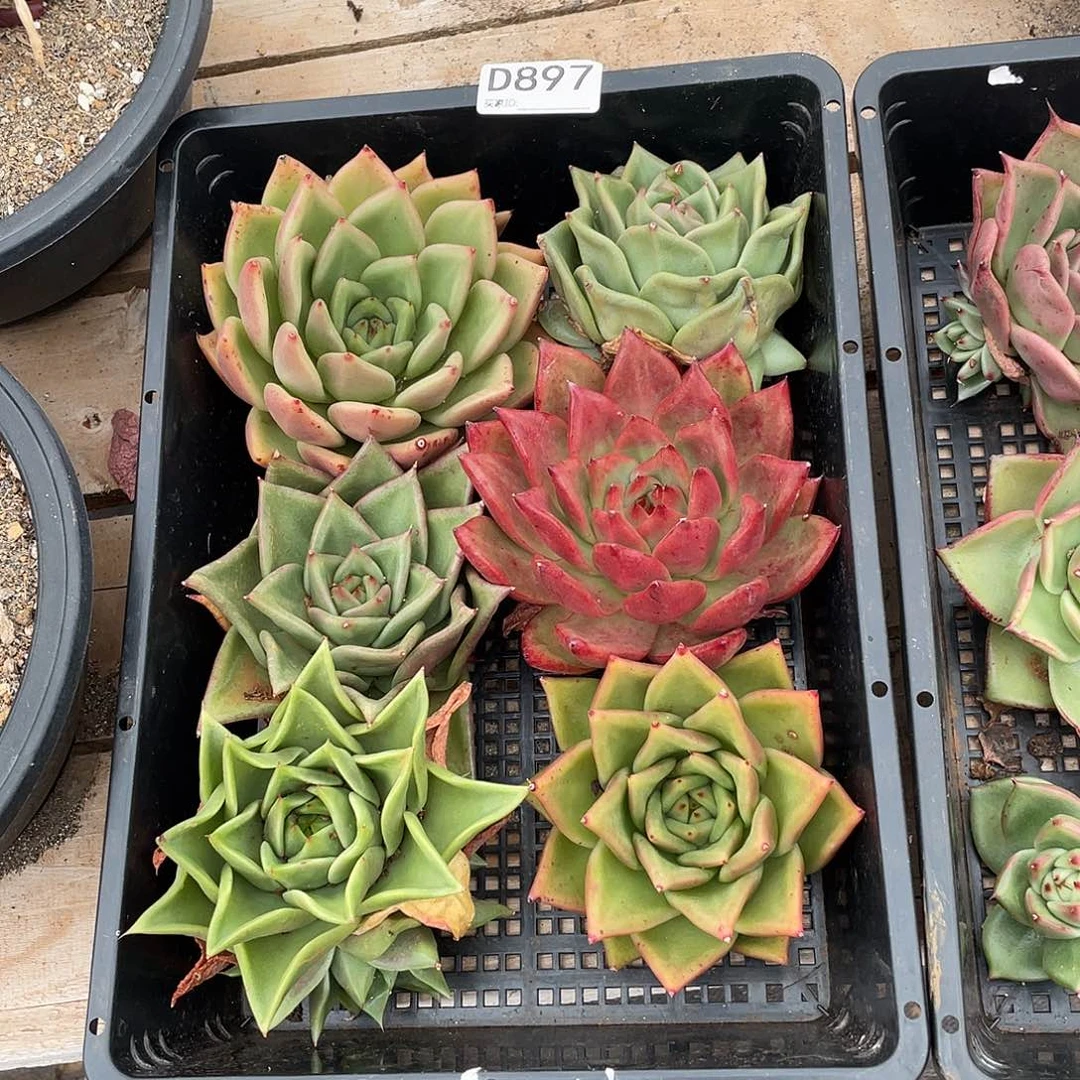 若如东云组拍D897