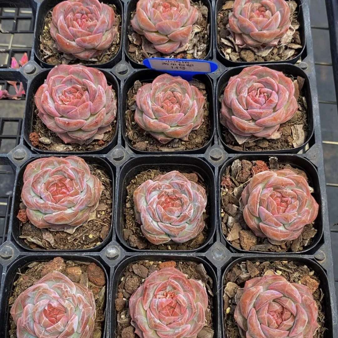 14-精品糖心草莓啵啵单头三个