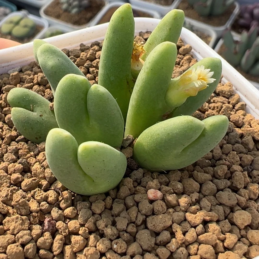 871多肉植物种类多样