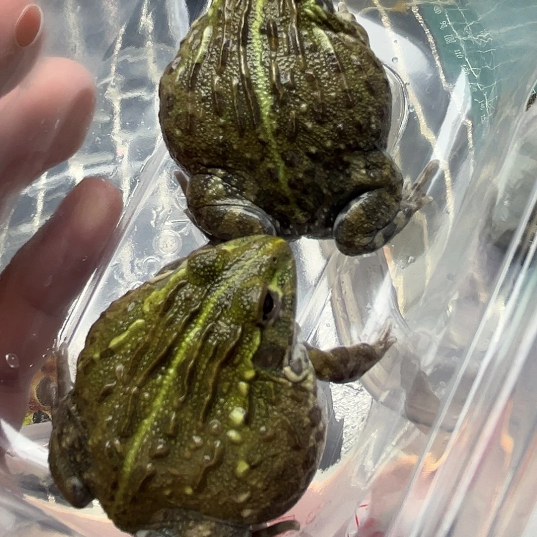 "***爵角蛙非洲牛蛙闪拍链接
