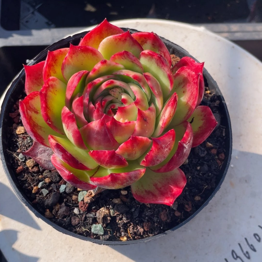 惊鸿仙子一物一拍