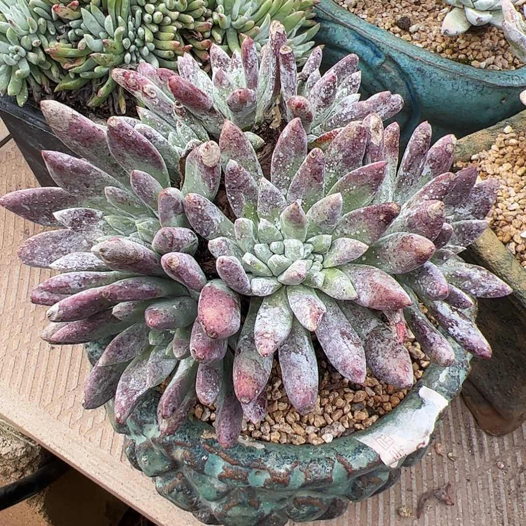 4856流丹海瑟仙女杯