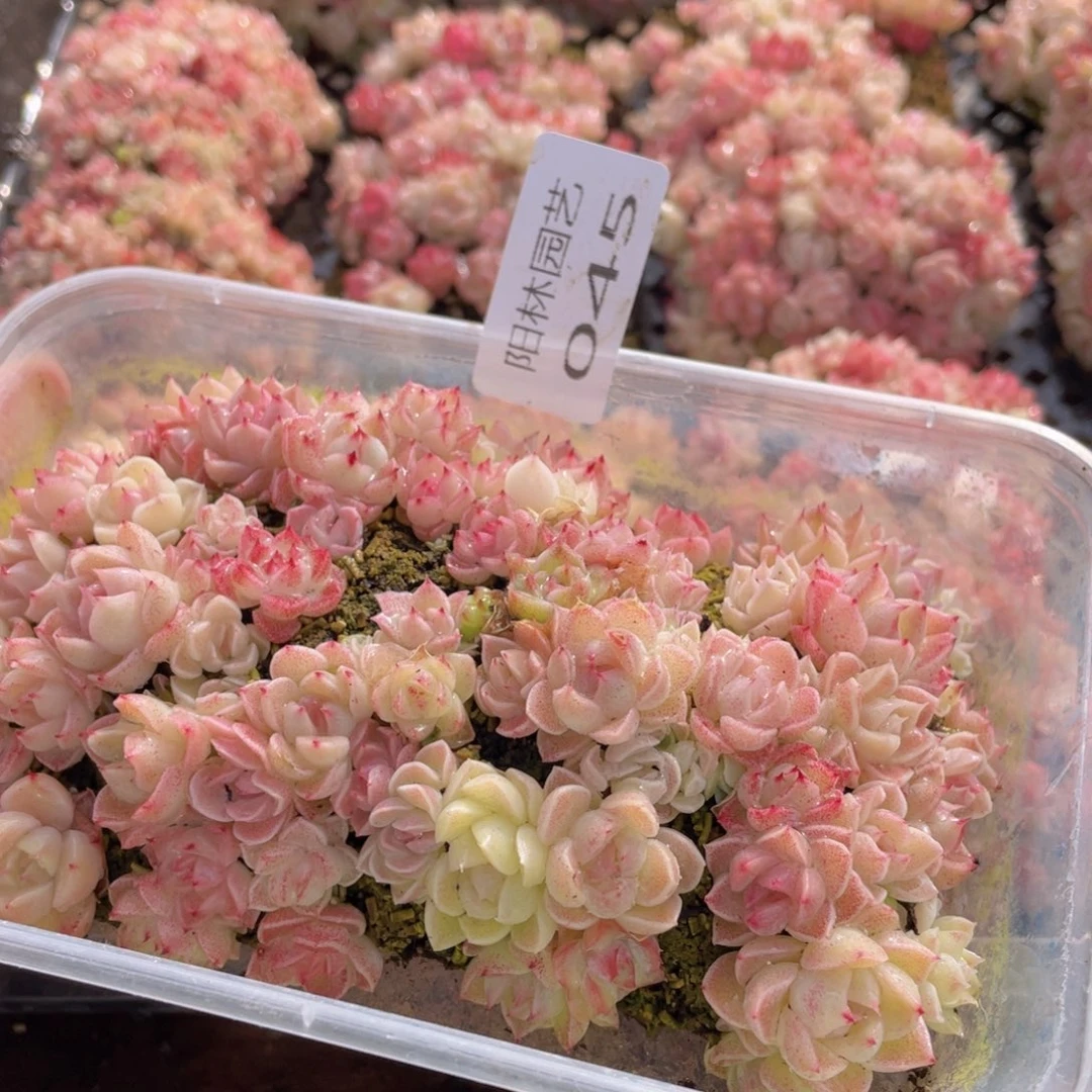 多肉植物多肉植物45