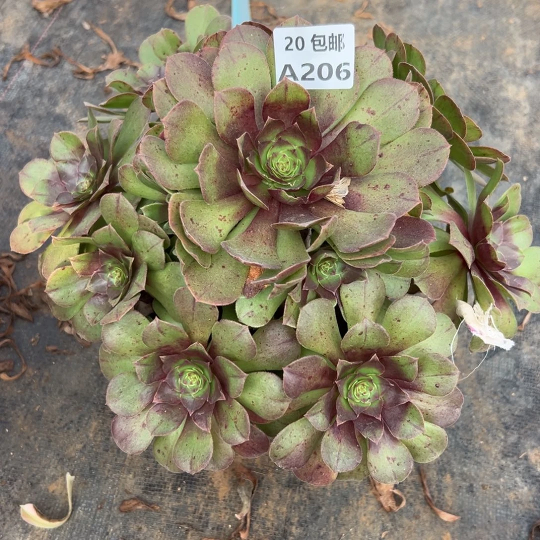 206沙拉碗，满20包邮