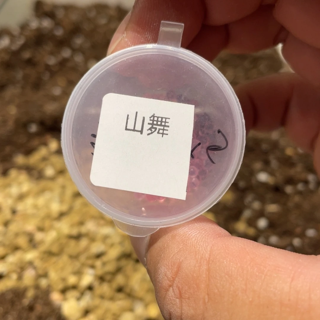 山舞皱叶x冰城种子20粒